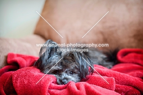 terrier mix lying in red blanket