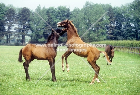 thoroughbred foals, one jumping up