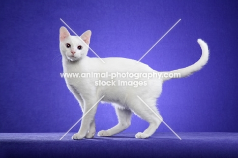 Khao Manee standing on purple background