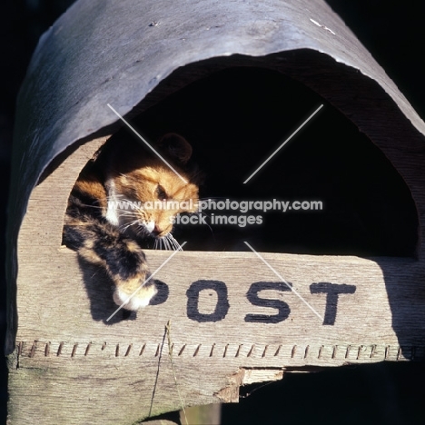 cat in a post box