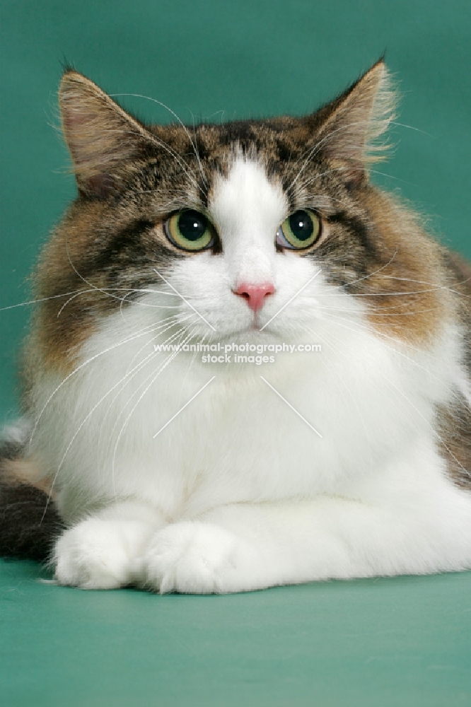 Norwegain Forest cat, portrait, brown classic tabby & white colour