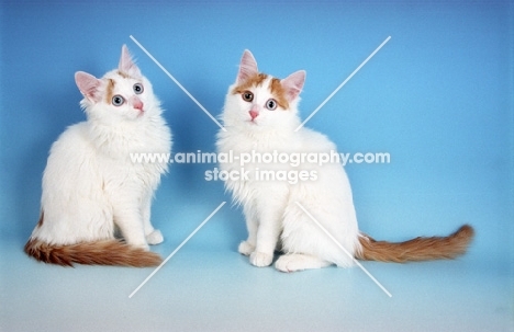 two Turkish Van kittens