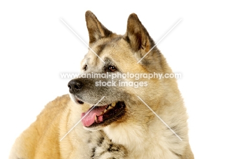 Large Akita dog isolated on a white background