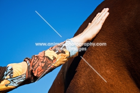 child patting canadian sport horse