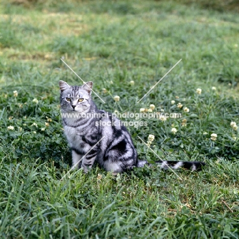 silver tabby cat 