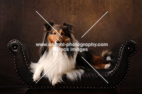 Shetland Sheepdog (sheltie)