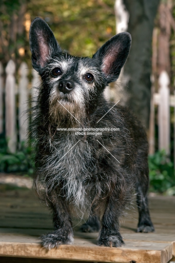 terrier mix standing on deck