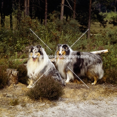 two merle rough collies, ch cathanbrae polar moon at pelido,ch jaden mister blue at pelido, in a forest