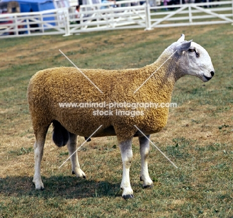 bluefaced leicester ram