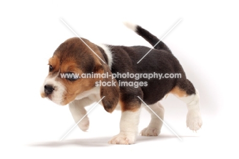 Beagle puppy on white background, investigating