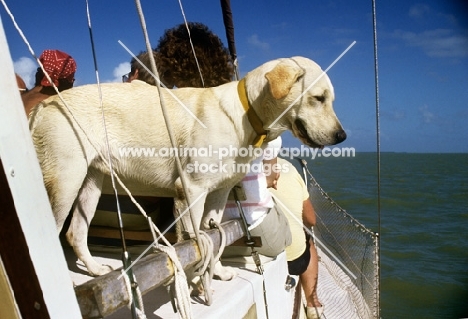 labrador on holiday sailing off florida
