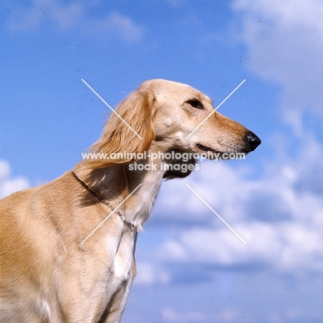 ch skybelle of daxlore,  saluki head study with sky background