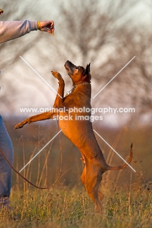 Thailand Ridgeback jumping up