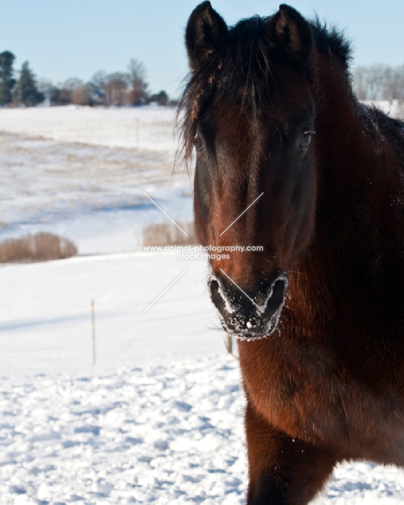 curious Morgan horse with frosty muzzle in snow covered pasture