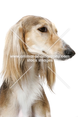 Asutralian Champion Saluki, head study