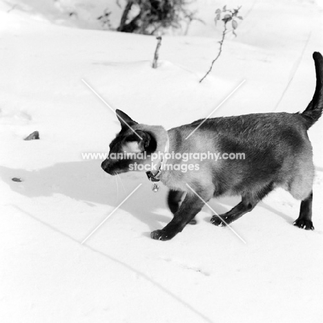 seal point siamese cat walking in snow