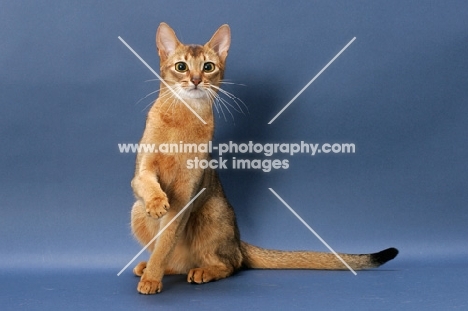 Ruddy Abyssinian on blue background, one leg up