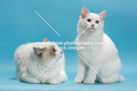 two Ragdoll cats, Blue Point Bi-Colour 