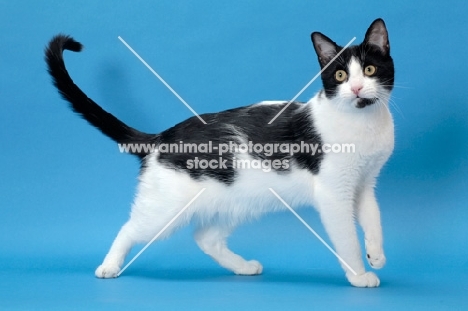 black and white cat standing, tail up