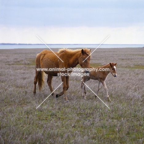 Chincoteague pony walking on assateague island with foal