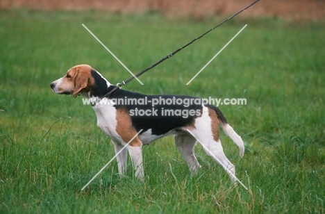 Anglo Francais Petite Venerie hound on leash