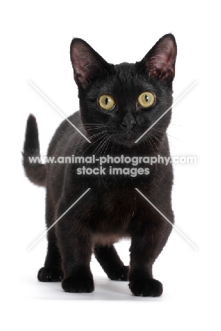 black shorthaired Munchkin on white background