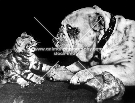 Bulldog defending bone from kitten