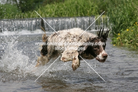 English Springer Spaniel running through water