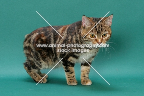 Brown Classic Torbie Manx cat