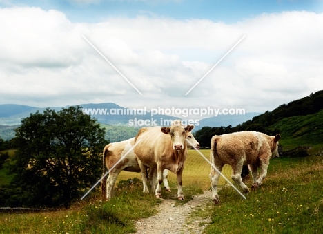 simmental cows in Lake District
