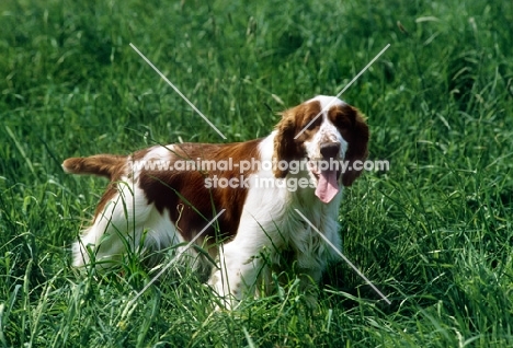welsh springer spaniel standing in long grass