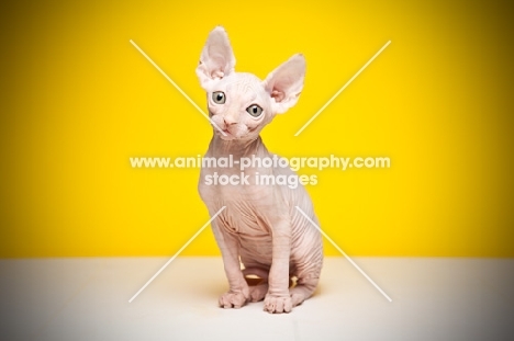 8 week old Sphynx kitten on yellow background