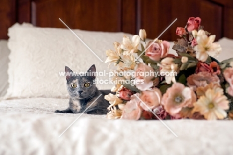 grey cat on white bed with flowers