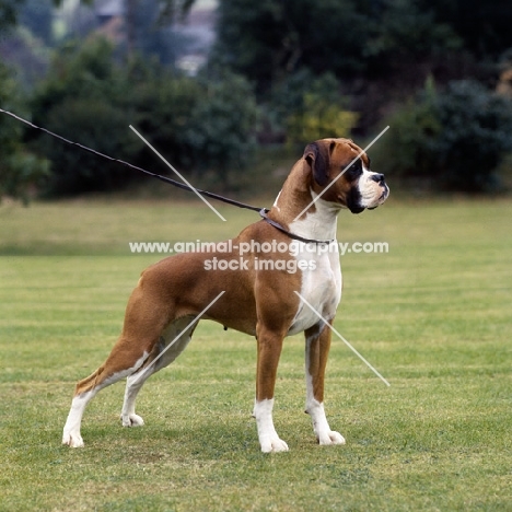 ch wardrobes clair de lune, boxer standing on grass