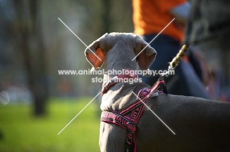 back view of head of weimaraner wearing harness