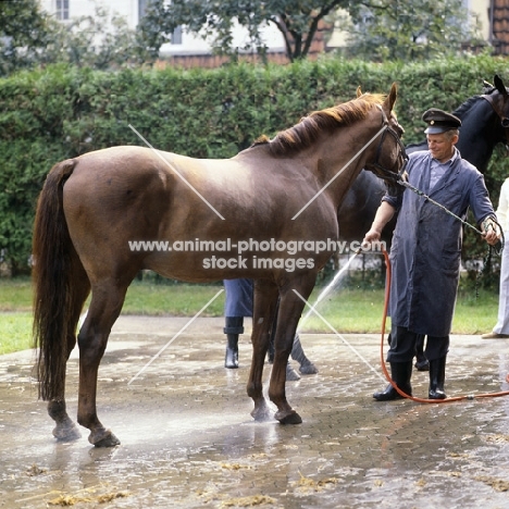 Hanoverian being hosed down at celle