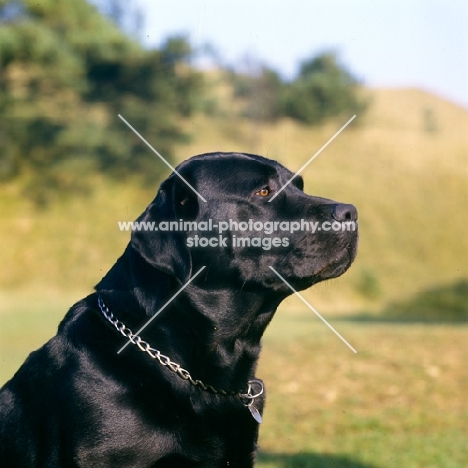 black labrador portrait