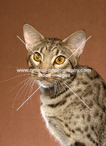 Ocicat portrait