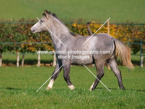 young Welsh Mountain Pony (Section A)