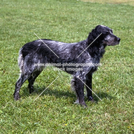 cacya du clos moise,  blue picardy spaniel standing on grass