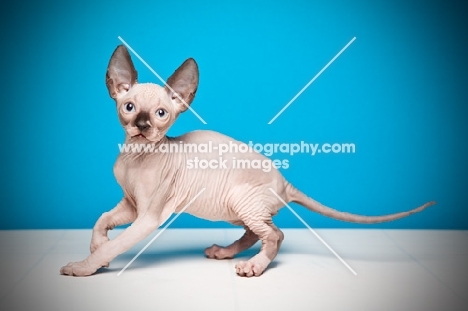 8 week old Sphynx kitten on blue background