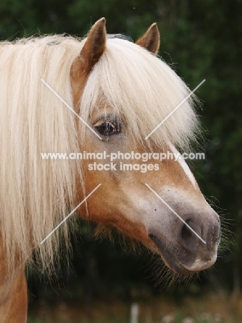 Haflinger profile