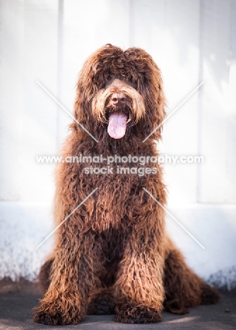 Labradoodle, front view