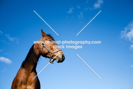 Arabian against blue sky
