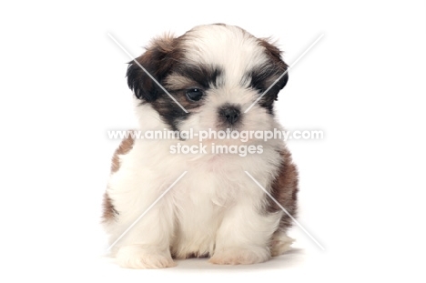 chocolate and white Shih Tzu puppy, front view