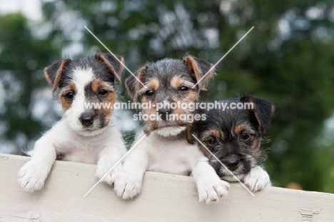 three Jack Russell puppies