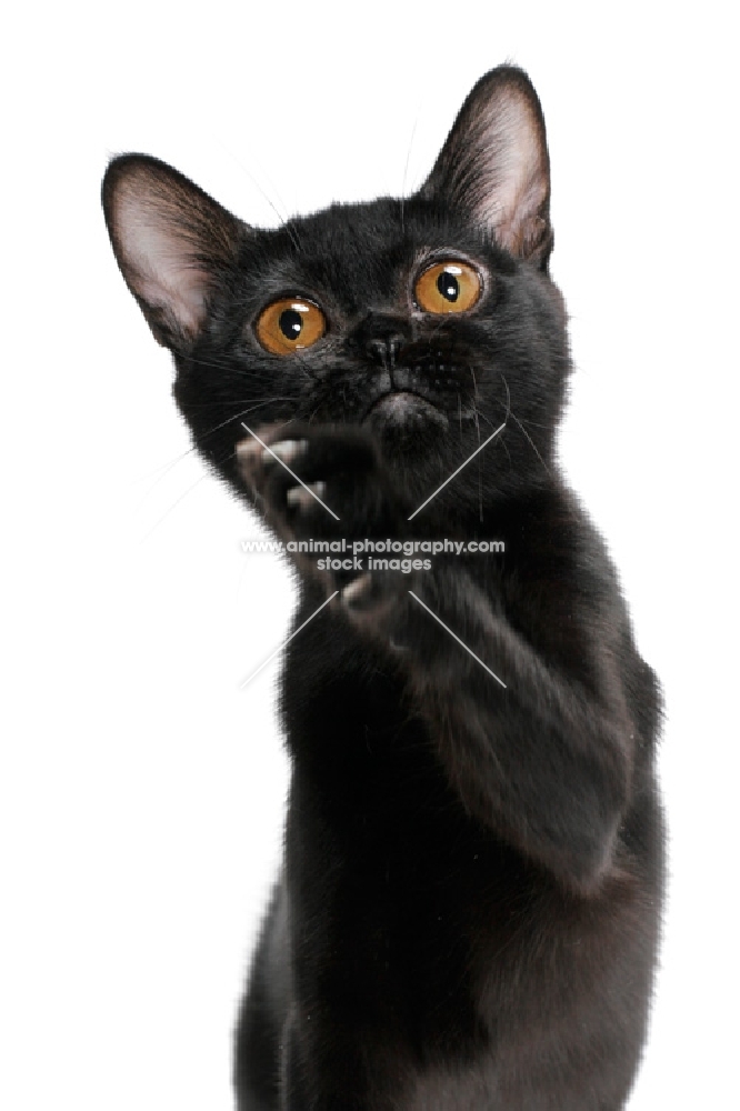 black bombay cat one leg up, on white background