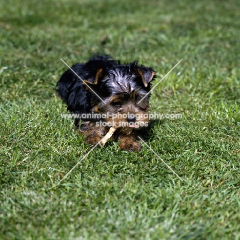 yorkshire terrier pup with a dog chew