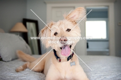 terrier mix smiling