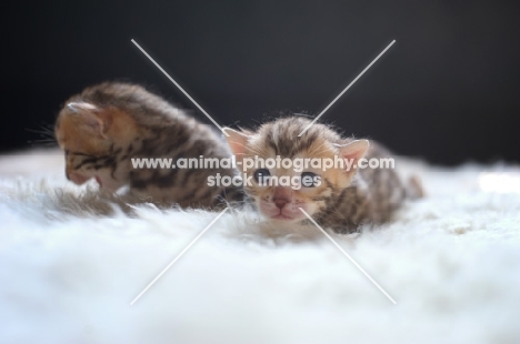 two bengal kittens